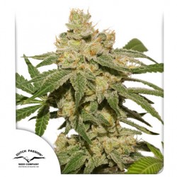 AUTO OH MY GUSHER · Dutch Passion · kenevir tohum · Disi · Auto Fem