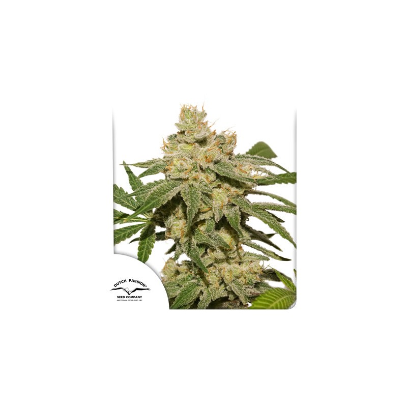 AUTO OH MY GUSHER · Dutch Passion · cannabis seeds · Auto Fem