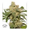 AUTO OH MY GUSHER · Dutch Passion · cannabis seeds · Auto Fem