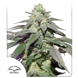 AUTO SKYWALKER HAZE · Dutch Passion · graines de cannabis · Auto Fem