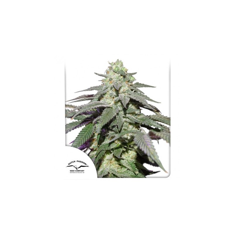 AUTO SKYWALKER HAZE · Dutch Passion · graines de cannabis · Auto Fem