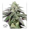 AUTO SKYWALKER HAZE · Dutch Passion · kaufen cannabis samen · Auto Fem