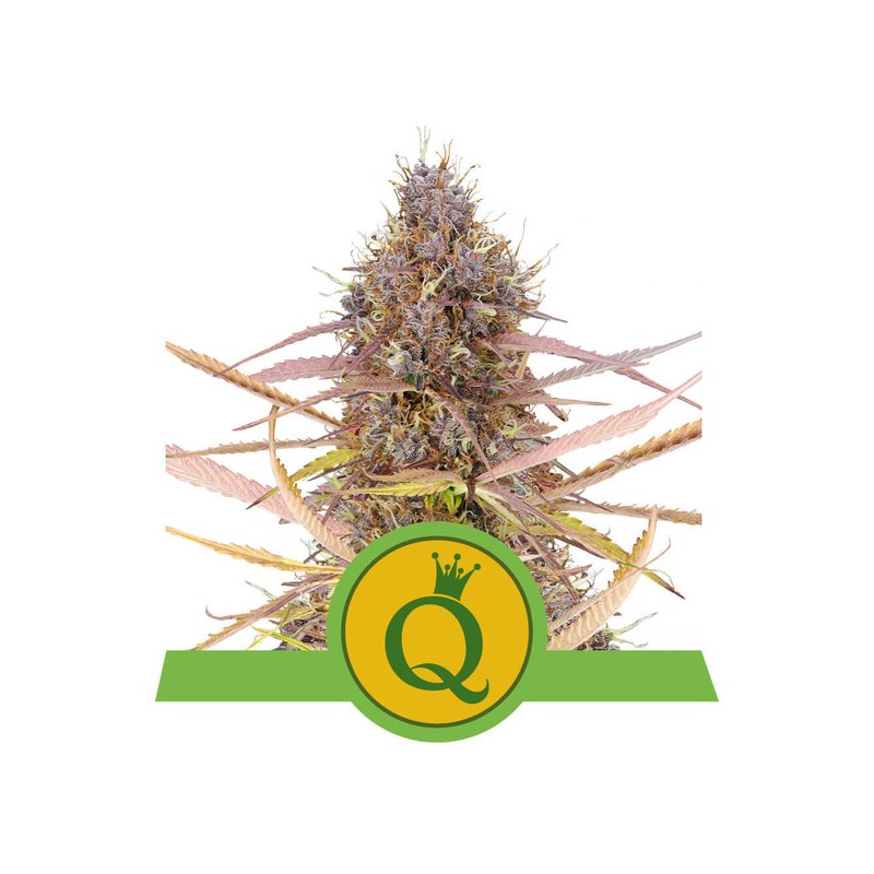 PURPLE QUEEN AUTO · Royal Queen Seeds · kaufen cannabis samen· AutoFem