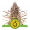 PURPLE QUEEN AUTO · Royal Queen Seeds · graines de cannabis · AutoFem