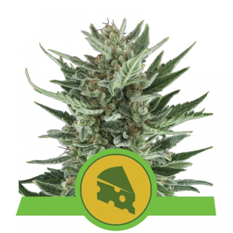 ROYAL CHEESE AUTO · Royal Queen Seeds · graines de cannabis · AutoFem