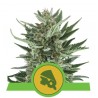 ROYAL CHEESE AUTO · Royal Queen Seeds · kaufen cannabis samen · AutoFem