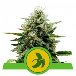 ROYAL RUNTZ AUTO · Royal Queen Seeds · cannabis seeds · AutoFem