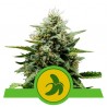 ROYAL RUNTZ AUTO · Royal Queen Seeds · graines de cannabis · AutoFem
