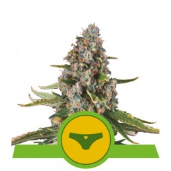 SHERBET QUEEN AUTO · Royal Queen Seeds · sementes de maconha · AutoFem