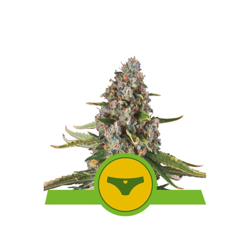 SHERBET QUEEN AUTO · Royal Queen Seeds · kaufen cannabis samen · AutoFem