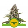 SHERBET QUEEN AUTO · Royal Queen Seeds · kaufen cannabis samen · AutoFem
