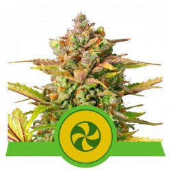 SWEET ZZ AUTO · Royal Queen Seeds · cannabis samen · AutoFem