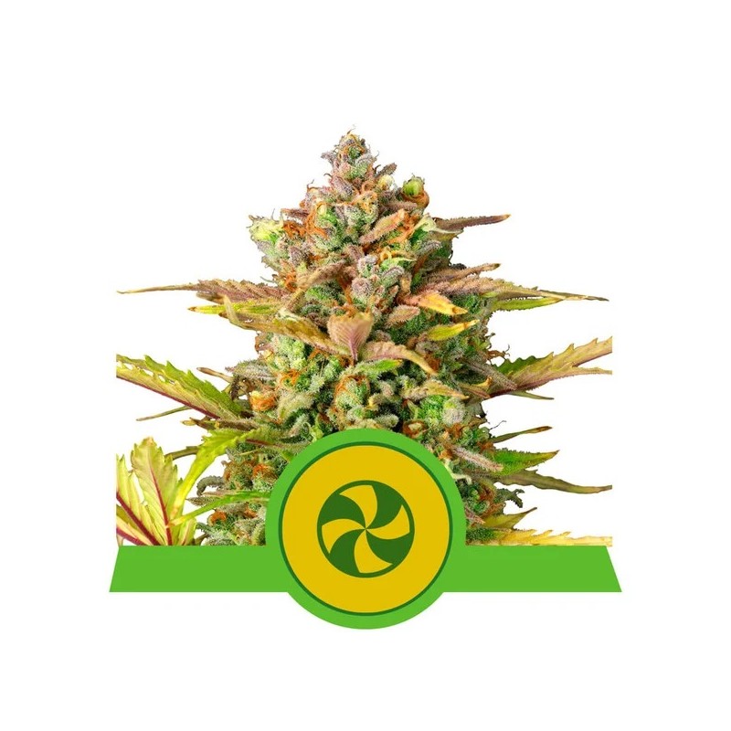 SWEET ZZ AUTO · Royal Queen Seeds · cannabis samen · AutoFem