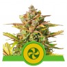 SWEET ZZ AUTO · Royal Queen Seeds · sementes de maconha · AutoFem