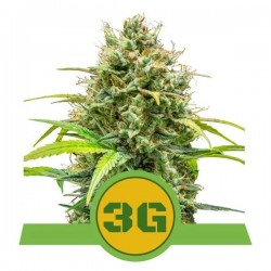 TRIPLE G AUTO · Royal Queen Seeds · kaufen cannabis samen · AutoFem
