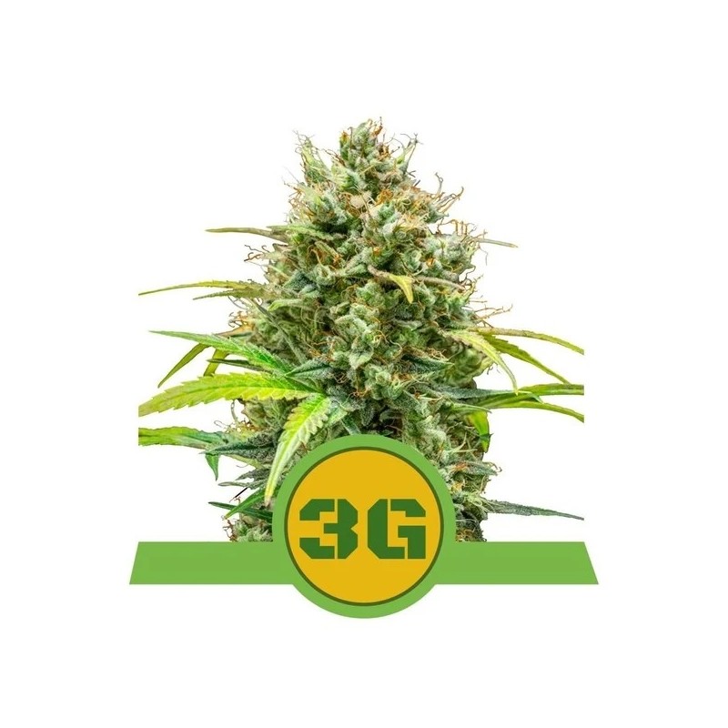 TRIPLE G AUTO · Royal Queen Seeds · sementes de maconha · AutoFem