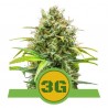 TRIPLE G AUTO · Royal Queen Seeds · graines de cannabis · AutoFem