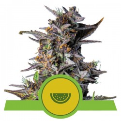 WATERMELON AUTO · Royal Queen Seeds · sementes de maconha · AutoFem