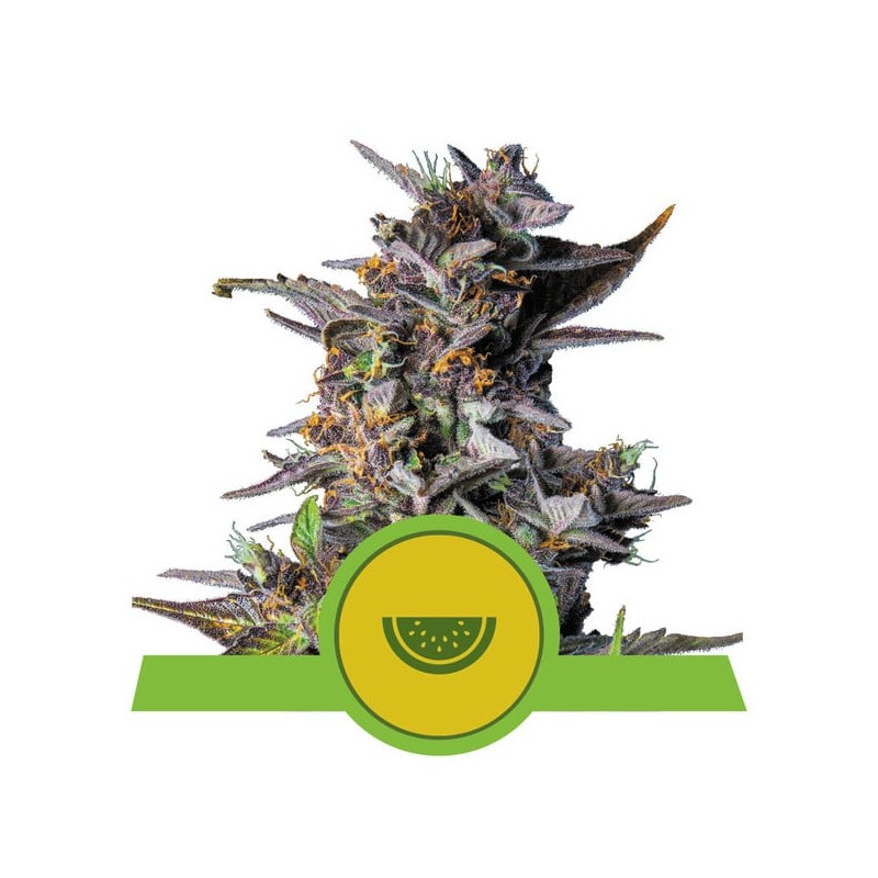 WATERMELON AUTO · Royal Queen Seeds · kaufen cannabis samen · AutoFem