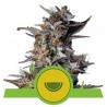 WATERMELON AUTO · Royal Queen Seeds · sementes de maconha · AutoFem