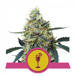 MIMOSA · Royal Queen Seeds · kaufen cannabis samen · Fem