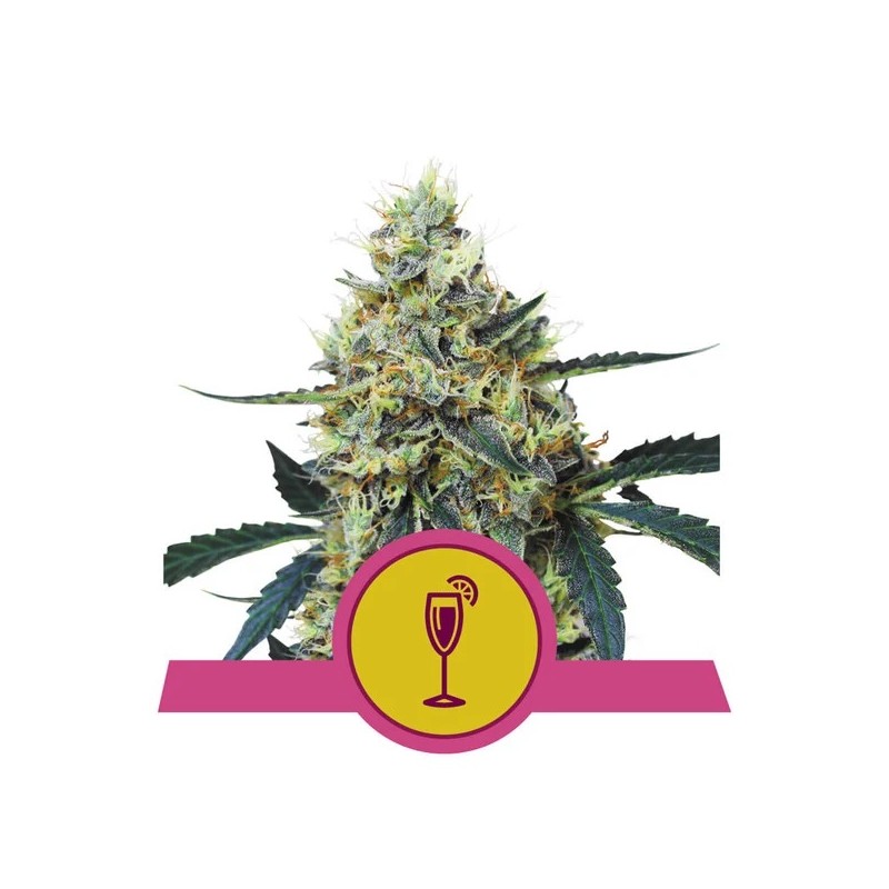 MIMOSA · Royal Queen Seeds · kaufen cannabis samen · Fem