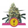 MIMOSA · Royal Queen Seeds · kaufen cannabis samen · Fem