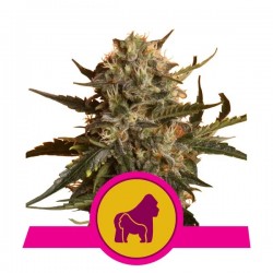 MOTHER GORILLA · Royal Queen Seeds · sementes de maconha · Fem