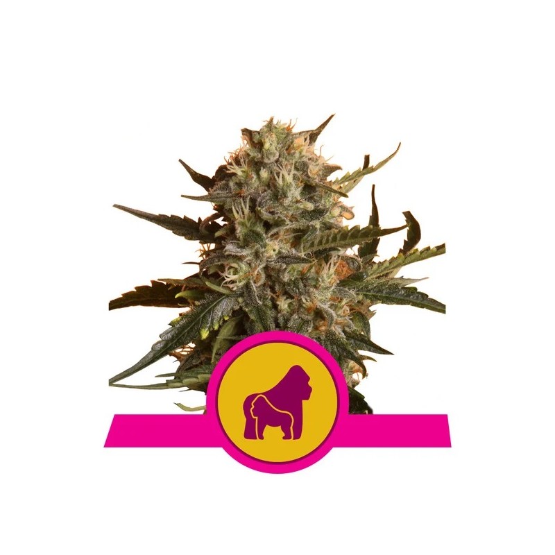 MOTHER GORILLA · Royal Queen Seeds · graines de cannabis · Fem
