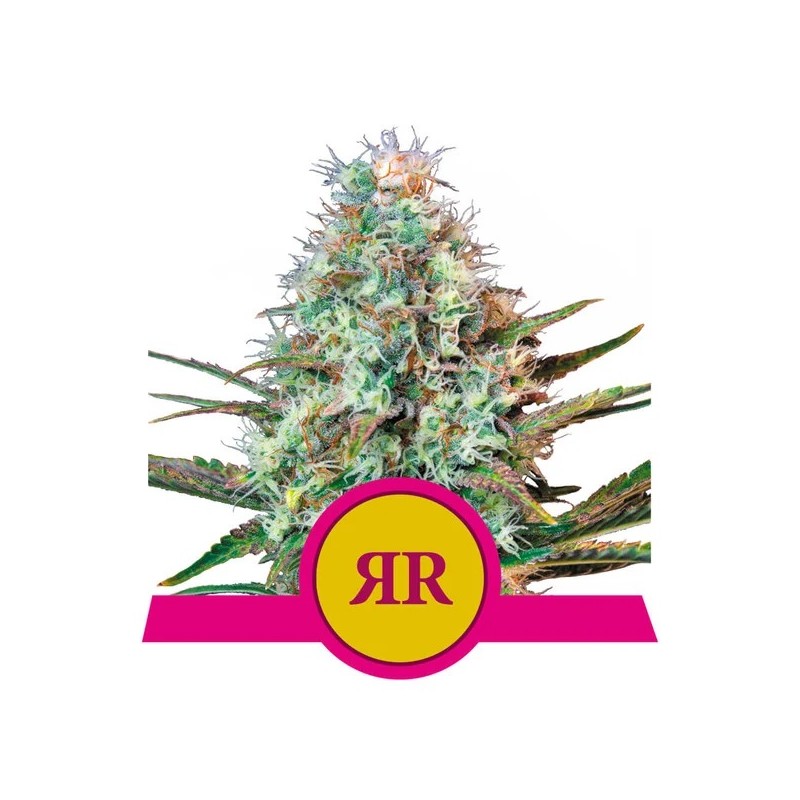 ROYAL RUNTZ · Royal Queen Seeds · cannabis seeds · Fem