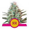 ROYAL RUNTZ · Royal Queen Seeds · kenevir tohum · Disi · Fem