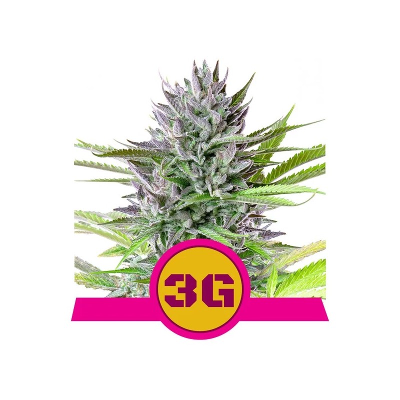 TRIPLE G · Royal Queen Seeds · graines de cannabis · Fem