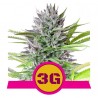 TRIPLE G · Royal Queen Seeds · graines de cannabis · Fem