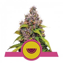 WATERMELON · Royal Queen Seeds · kenevir tohum · Disi · Fem