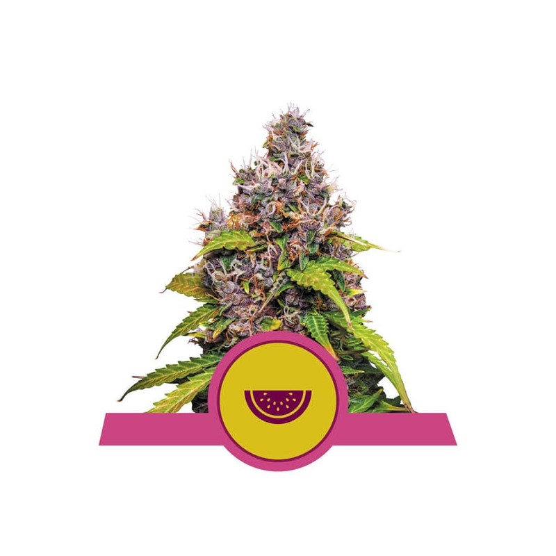 WATERMELON · Royal Queen Seeds · graines de cannabis · Fem