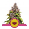 WATERMELON · Royal Queen Seeds · graines de cannabis · Fem