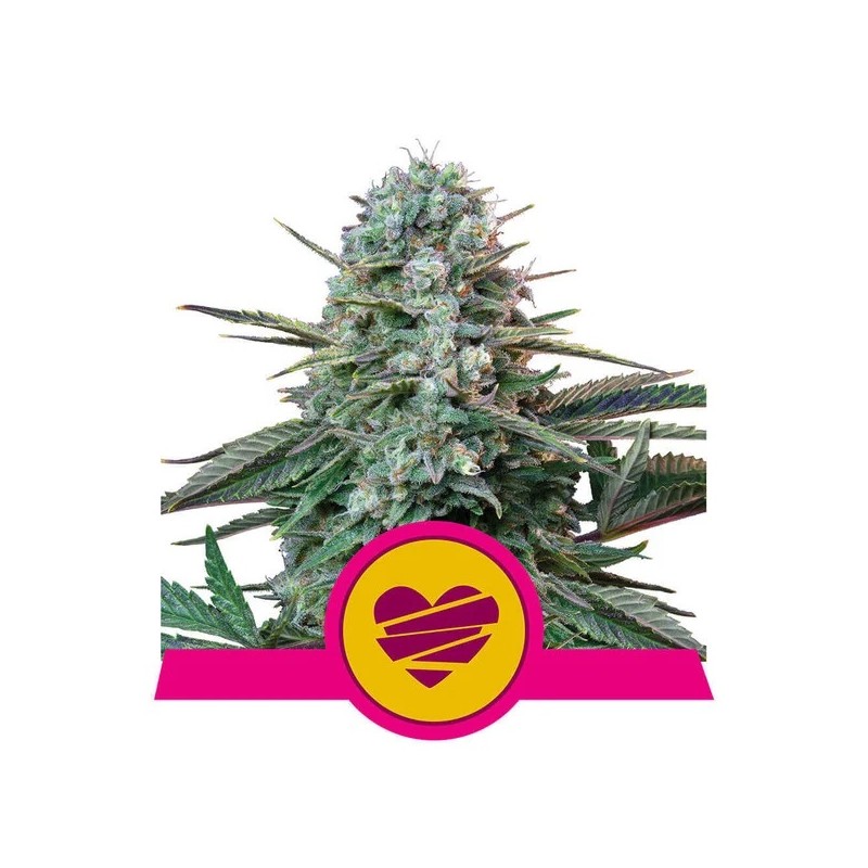 WEDDING CRASHER · Royal Queen Seeds · sementes de maconha · Fem