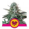 WEDDING CRASHER · Royal Queen Seeds · sementes de maconha · Fem