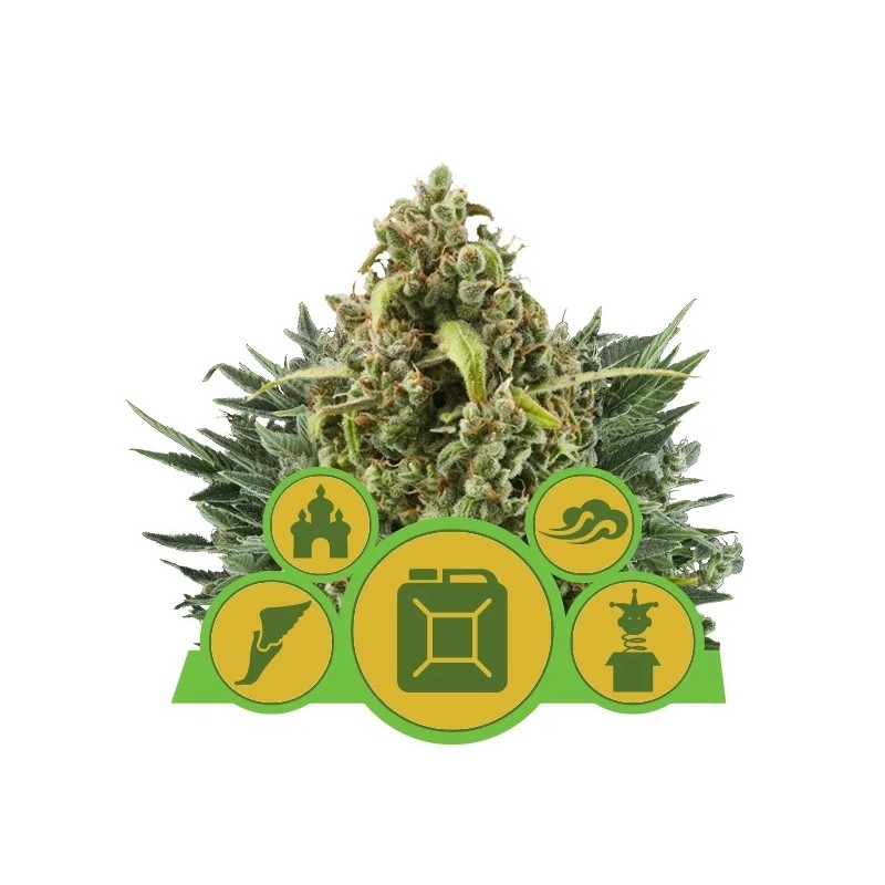 MIX AUTO · Royal Queen Seeds · graines de cannabis · AutoFem