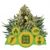 MIX AUTO · Royal Queen Seeds · cannabis seeds · AutoFem
