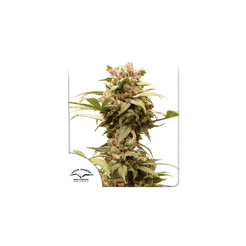AUTO CBG-FORCE · Dutch Passion · kenevir tohum · Disi · Auto Fem