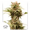 AUTO CBG-FORCE · Dutch Passion · graines de cannabis · Auto Fem
