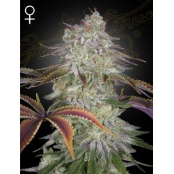 ALIENZ · Green House Seeds · kaufen cannabis samen · Fem