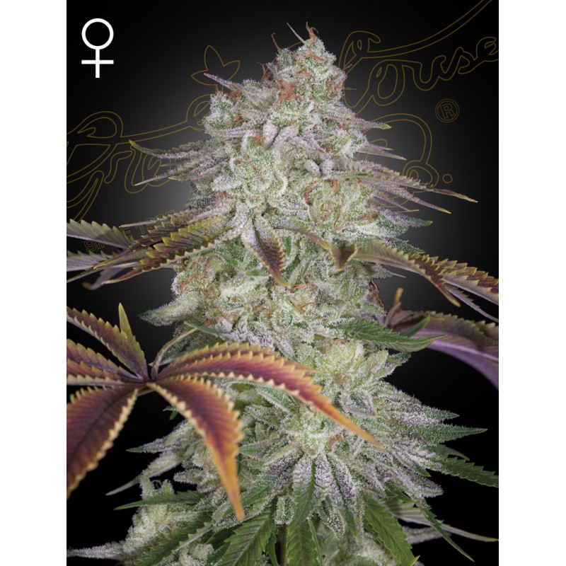 ALIENZ · Green House Seeds · cannabis seeds · Fem