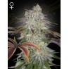 ALIENZ · Green House Seeds · graines de cannabis · Fem