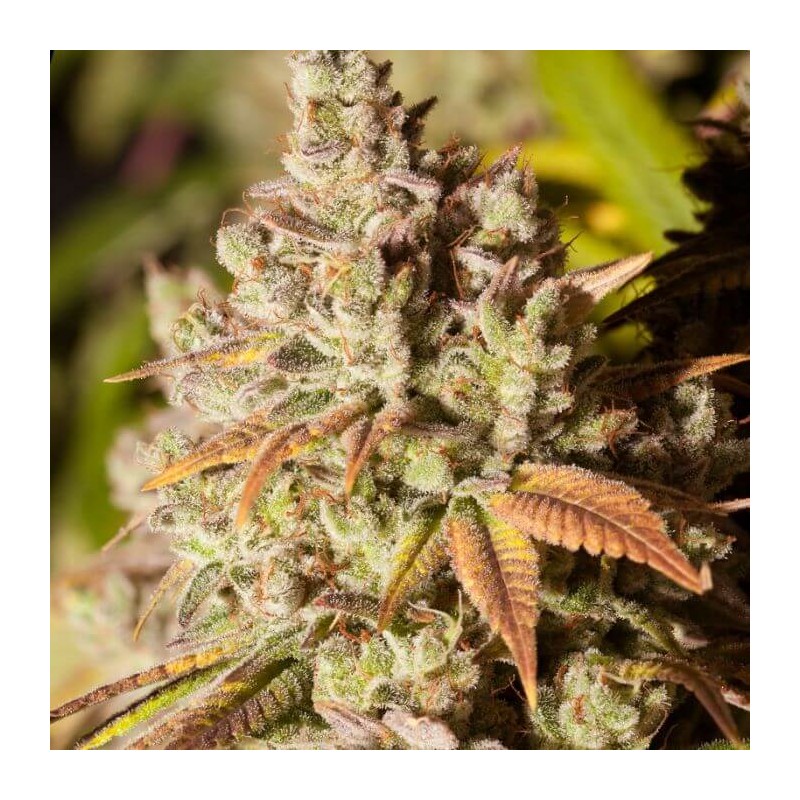 GORILLA GLUE · Dr Green Seeds · sementes de maconha a granel · Fem