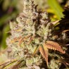 GORILLA GLUE · Dr Green Seeds · graines de cannabis en gros · Fem