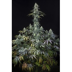 EARLY AMNESIA CBD · Dinafem · graines de cannabis · Fem