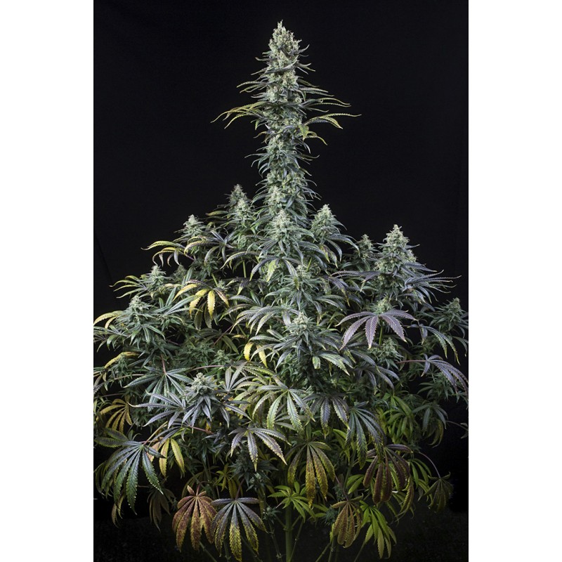 EARLY AMNESIA CBD · Dinafem ·  kaufen cannabis samen · Fem