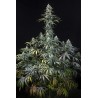 EARLY AMNESIA CBD · Dinafem ·  kaufen cannabis samen · Fem